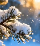 覆雪松枝冬日景象1358#横屏 