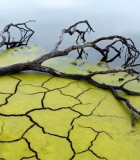 干涸土地与水中枯木景象6952#横屏 