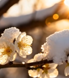 覆雪梅花特写6818#横屏 