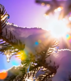 覆雪松枝与阳光特写8743#横屏 