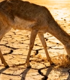 干旱土地上小鹿低头吃草474#横屏 