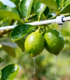 	 柑橘树滴灌特写4708#横屏 