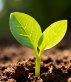 土壤中幼苗生长素材12260#横屏 