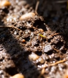 土壤中植物幼苗生长画面12782#横屏 