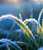 覆霜青草特写9755#横屏 