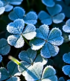 覆霜三叶草微距画面2506#横屏 