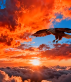 晚霞中翱翔的雄鹰11347#横屏 