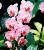 粉色带水珠蝴蝶兰特写4796#横屏 