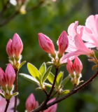 粉色杜鹃花特写13989#横屏 