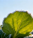 覆霜绿叶微距素材5253#横屏 