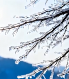 覆冰树枝自然风光素材7967#横屏 