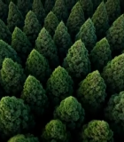 俯瞰茂密森林树木素材1785#横屏 