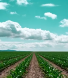 田野中生长的玉米植株6313#横屏 