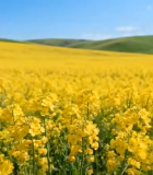 田野中盛开的油菜花2527#横屏 