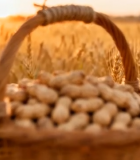 田野中装满花生的藤编篮子11408#横屏 