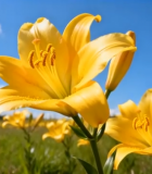 田野中盛开的黄色百合花14495#横屏 