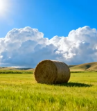 田野中阳光下的干草卷7563#横屏 