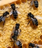 蜂巢上忙碌的蜜蜂特写8016#横屏 