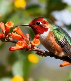 蜂鸟栖息于花枝上2811#横屏 