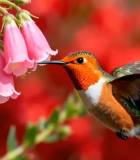 蜂鸟于花丛中飞舞3689#横屏 