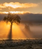 田野中树与日出光影画面14833#横屏 