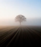 田野中树木晨雾阳光景象11346#横屏 