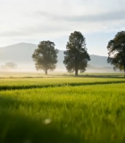 田园风光绿色稻田与树木4059#横屏 
