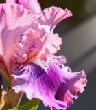 粉色紫色鸢尾花特写6676#横屏 