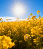 田野油菜花自然风光9121#横屏 