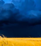 田野上空闪电乌云景象4065#横屏 