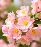 粉色海棠花特写(1)14969#横屏 