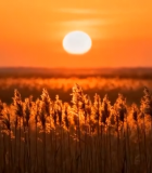 田野夕阳全景3727#横屏 