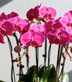 粉红色蝴蝶兰花卉特写8334#横屏 