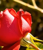 特写红色玫瑰花1462#横屏 