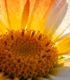 特写花朵素材12622#横屏 