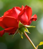 特写红色玫瑰花(1)8056#横屏 