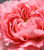 特写粉色康乃馨花朵14434#横屏 