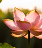 特写粉色荷花与荷叶(1)10404#横屏 