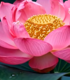 特写粉色盛开荷花9964#横屏 