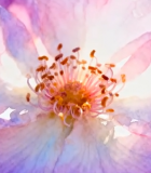 特写粉紫色鲜花素材5334#横屏 