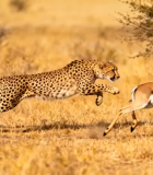 非洲草原猎豹追捕羚羊3629#横屏 