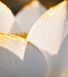 特写白色莲花花卉素材1923#横屏 