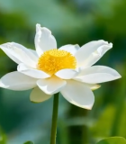 特写白荷花与黄色花蕊10391#横屏 