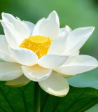 特写白色荷花与荷叶9031#横屏 