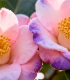 特写粉色山茶花9280#横屏 