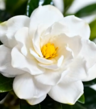 特写白色栀子花及绿叶1335#横屏 