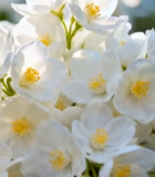 特写白色花朵自然风光素材13755#横屏 