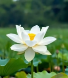 特写白荷花自然风光素材6336#横屏 