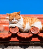 桃树浇水特写素材4010#横屏 