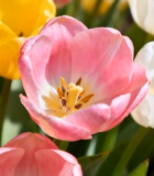 多彩郁金香花卉特写11453#横屏 